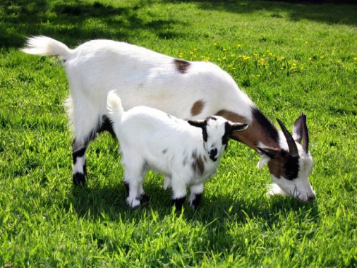 goats 506