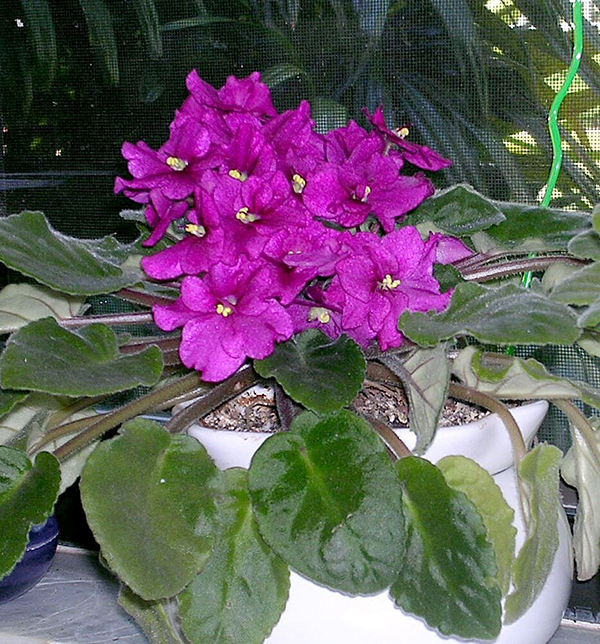 violets 600