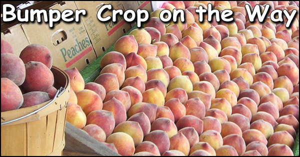 Peaches 600x314 2b