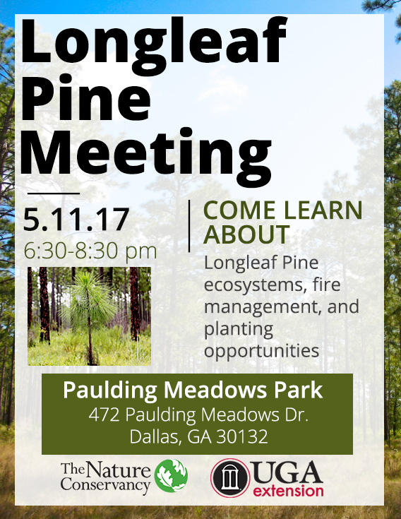 Longleaf Pine Forest Flyer