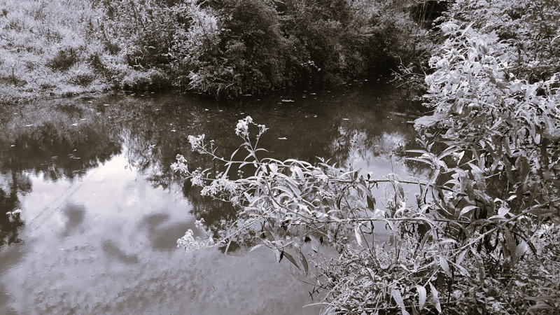Pegamore Creek Todd Tibbitts FTD