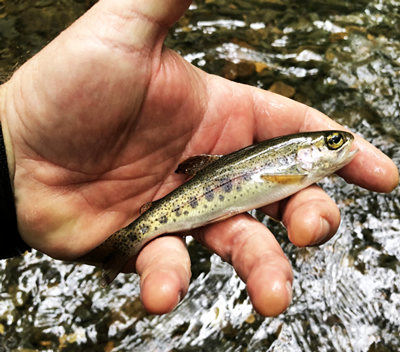 babytrout